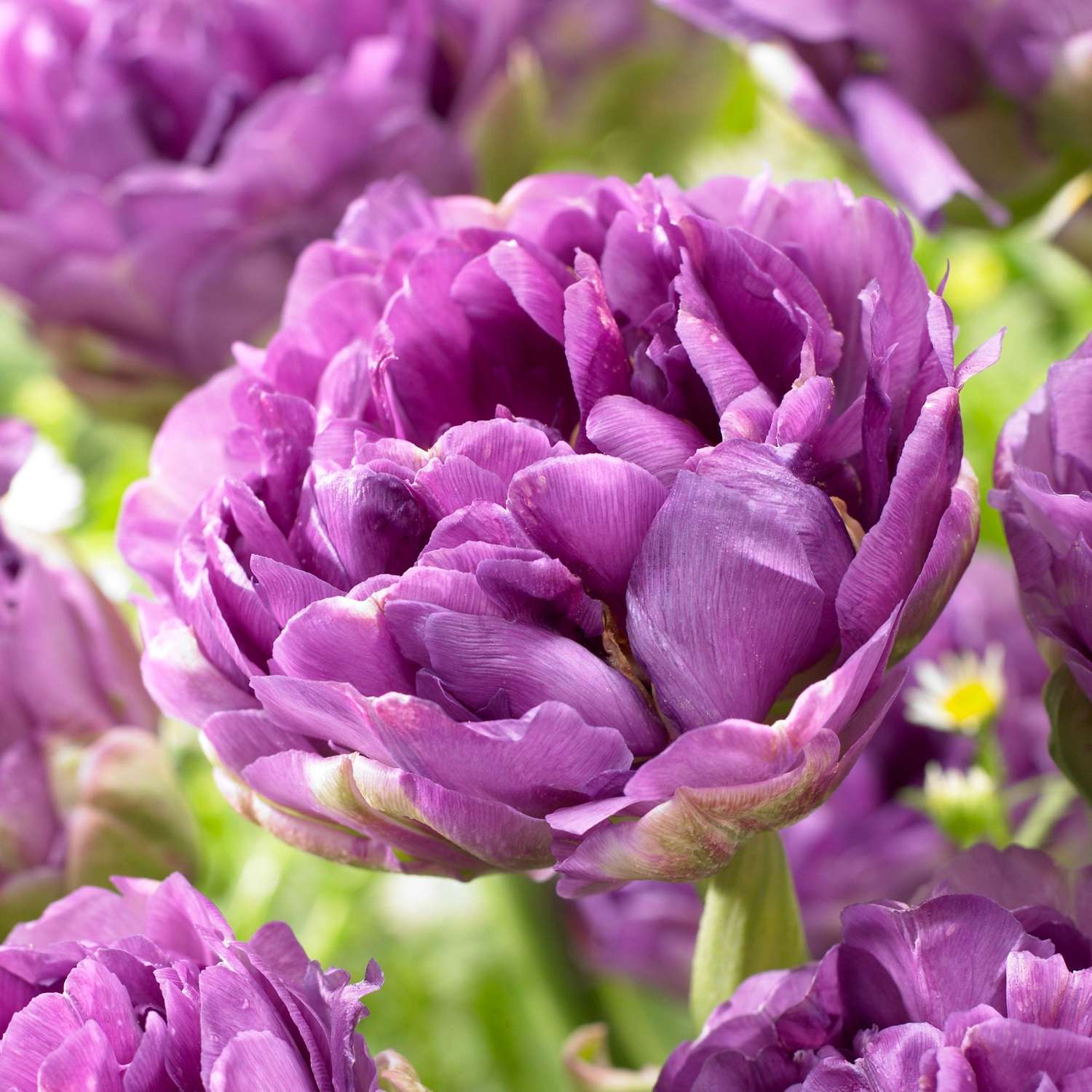 Tulpe 'Blue Wow'